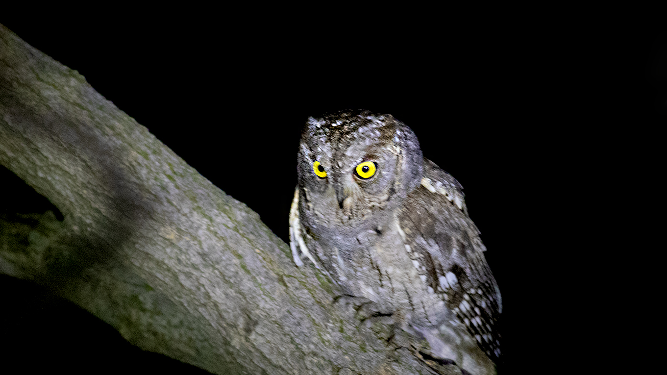 Eurasian Scops-Owl — Ana fotoğraf